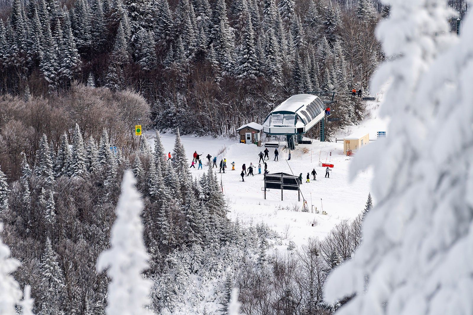 Skiers and snowy trees.