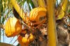 Foto de <a href="https://pixabay.com/photos/coconut-palm-yellow-tropical-1379530/" target="_blank" rel="noreferrer">aldonahawthorne</a> (<a href="https://creativecommons.org/share-your-work/public-domain/cc0/" target="_blank" rel="noreferrer">CC0</a>)  modificada
