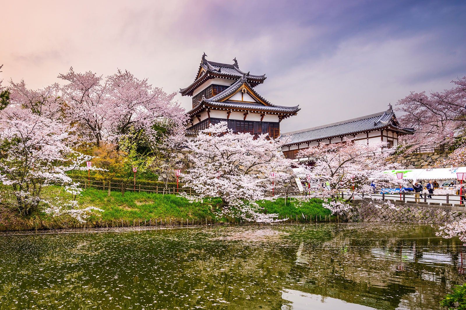 A Japanese castle surrounded by blossoming cherry trees.