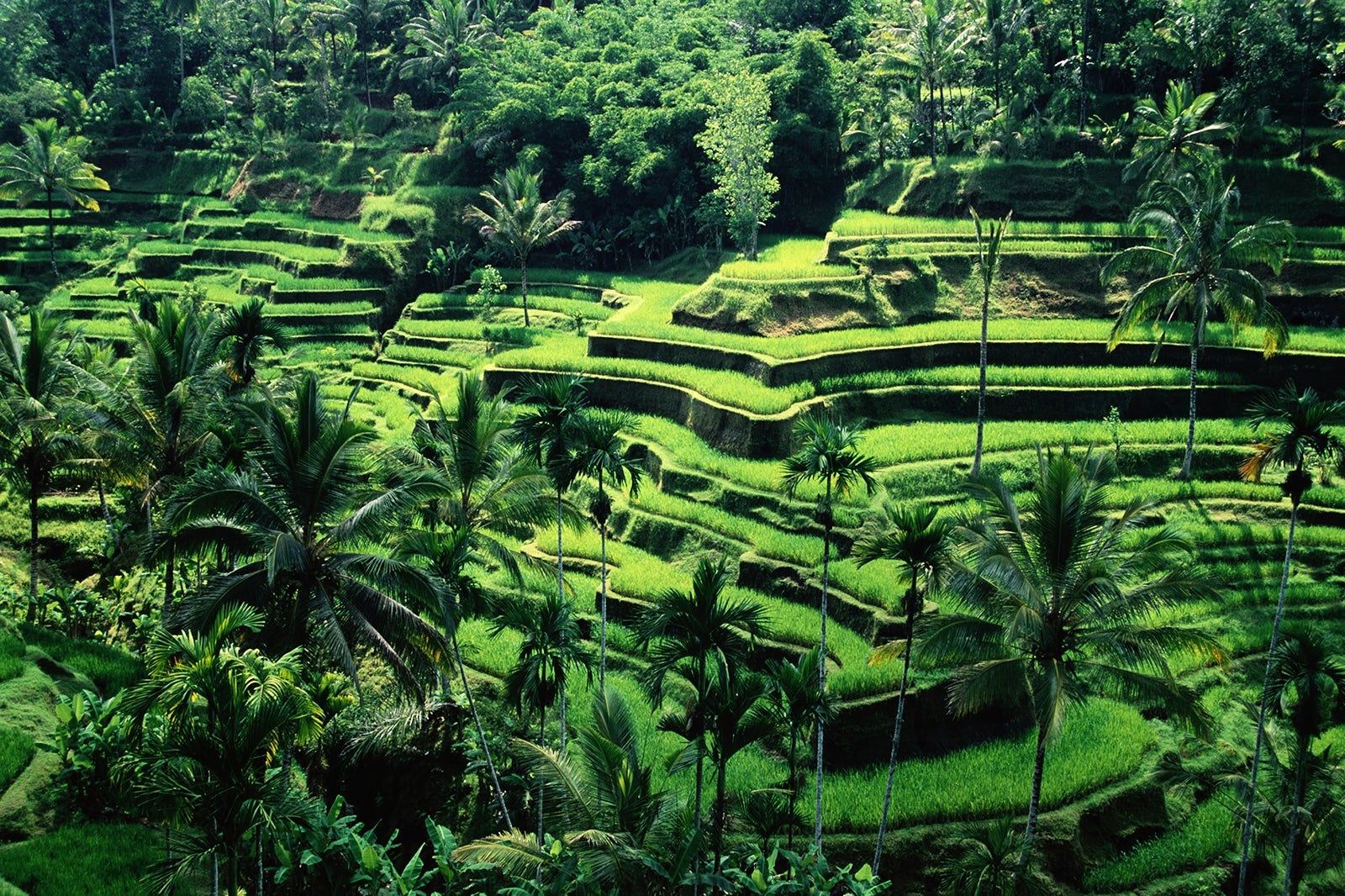 Banaue Rice Terraces