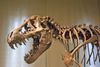 Dinosaur Skeleton in Museum