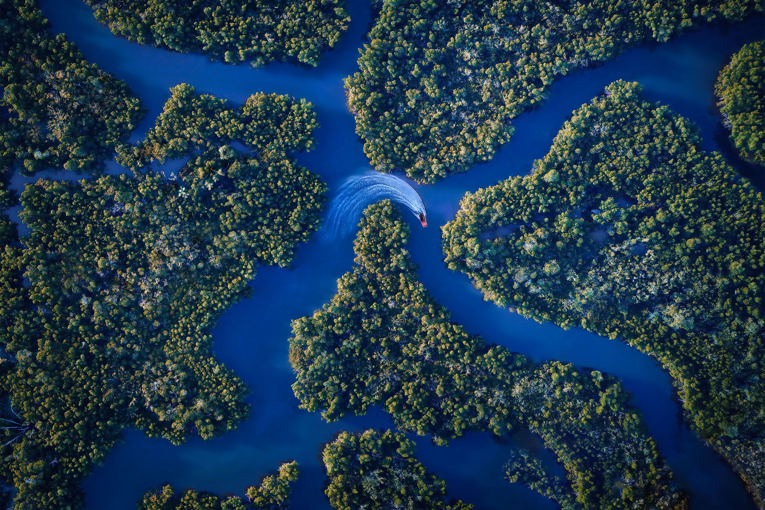 Aerial view of a small boat carving through winding blue channels surrounded by dense green mangrove forest.