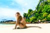 Monkey Beach in Koh Phi Phi Don