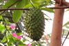 Foto de <a href="https://pixabay.com/photos/tree-fruit-food-nature-flora-3330097/" target="_blank" rel="noreferrer">alidaferreira1985</a> (<a href="https://creativecommons.org/share-your-work/public-domain/cc0/" target="_blank" rel="noreferrer">CC0</a>)  modificada