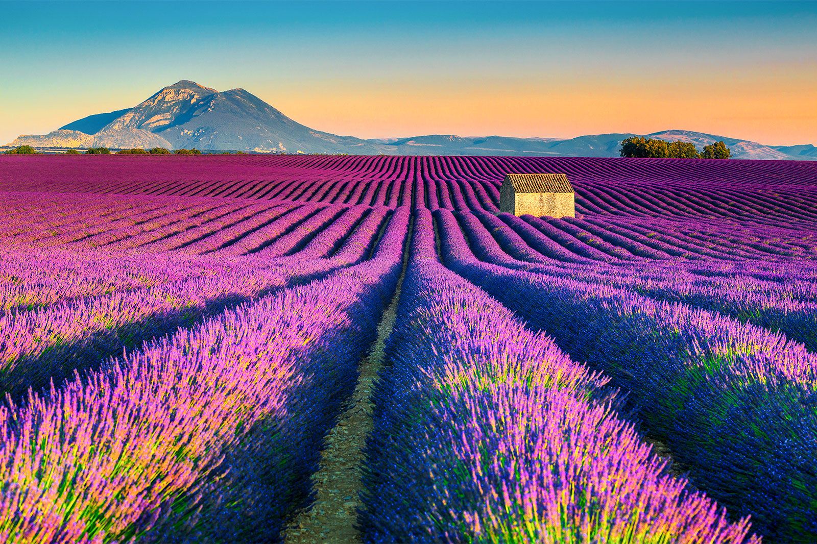 A blooming lavender field.