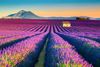 A blooming lavender field.