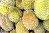 Foto de <a href="https://pixabay.com/photos/singapore-durian-fruit-juicy-food-314915/" target="_blank" rel="noreferrer">PublicDomainPictures</a> (<a href="https://creativecommons.org/share-your-work/public-domain/cc0/" target="_blank" rel="noreferrer">CC0</a>)  modificada