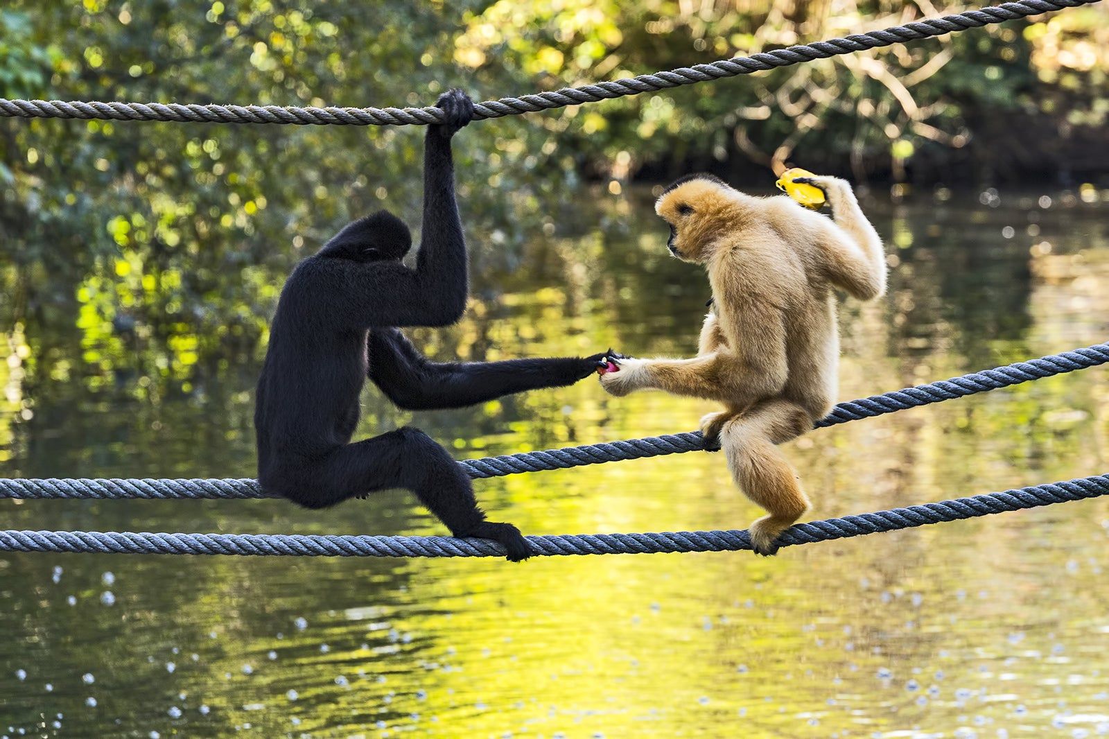ARTIS Zoo in Amsterdam