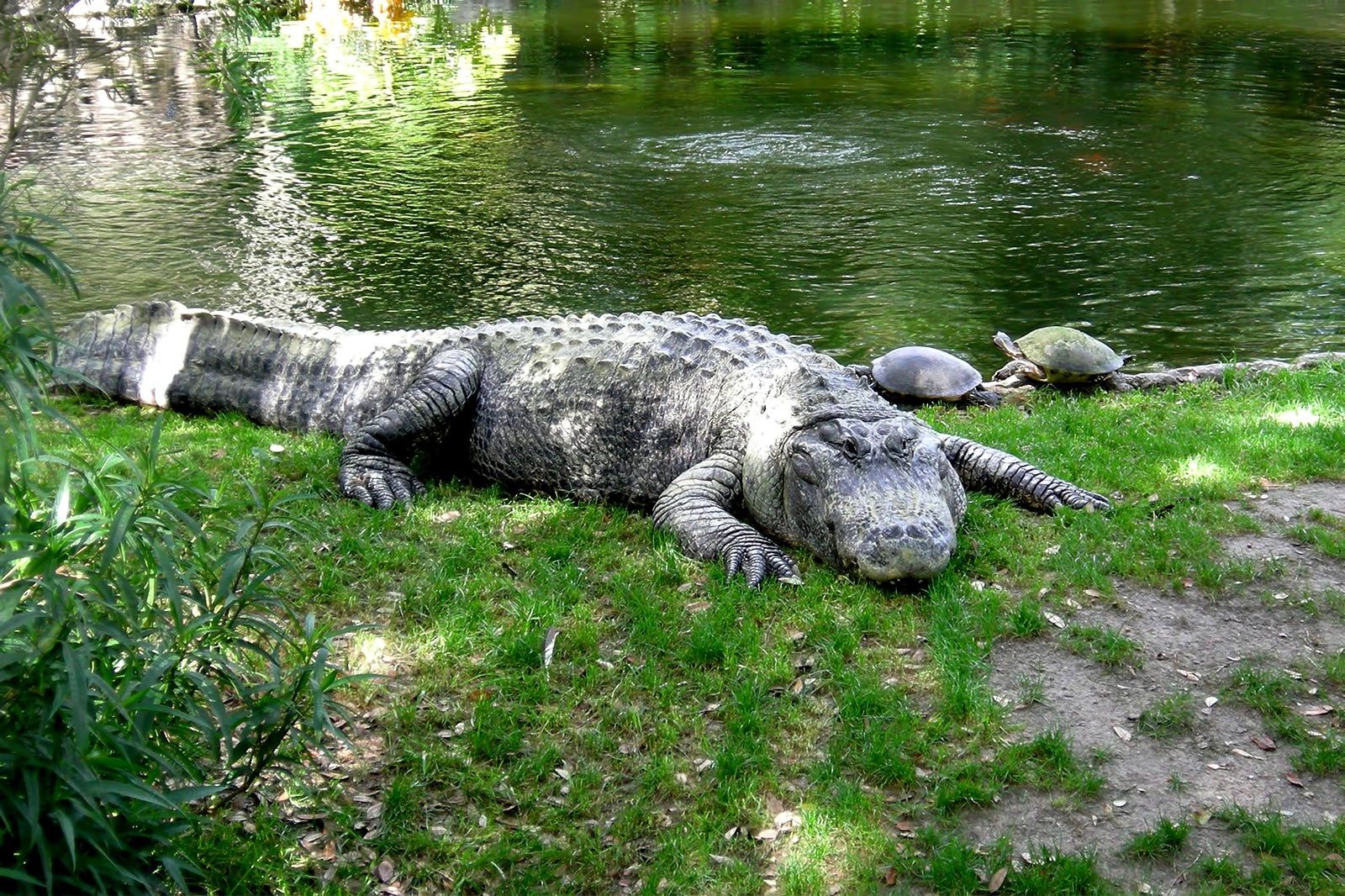 Busch Gardens Theme Park