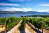 Rows of grapevines overlooking a lake.