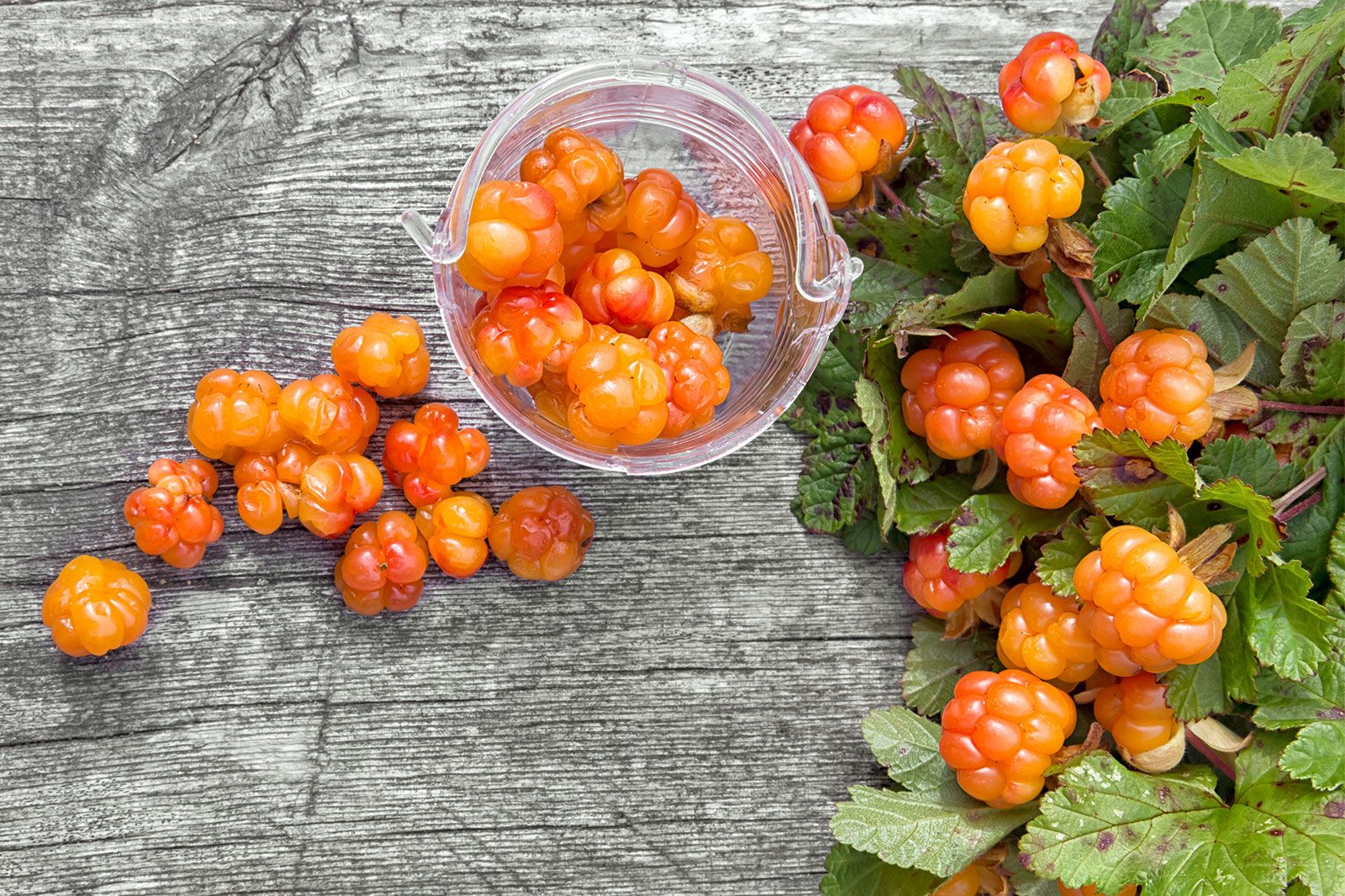 A transparent bucket of Cloudberries. 