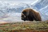 Moskussafari i Dovre Nasjonalpark ved Trondheim