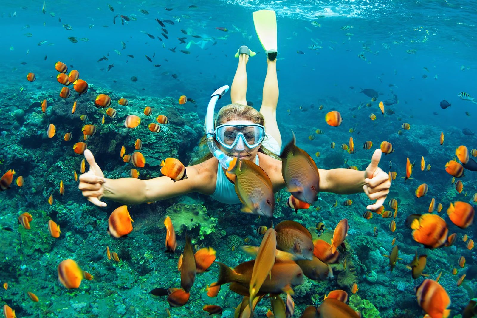 A snorkeler and colorful fish.
