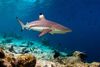 Shark Watching Tours in Phi Phi