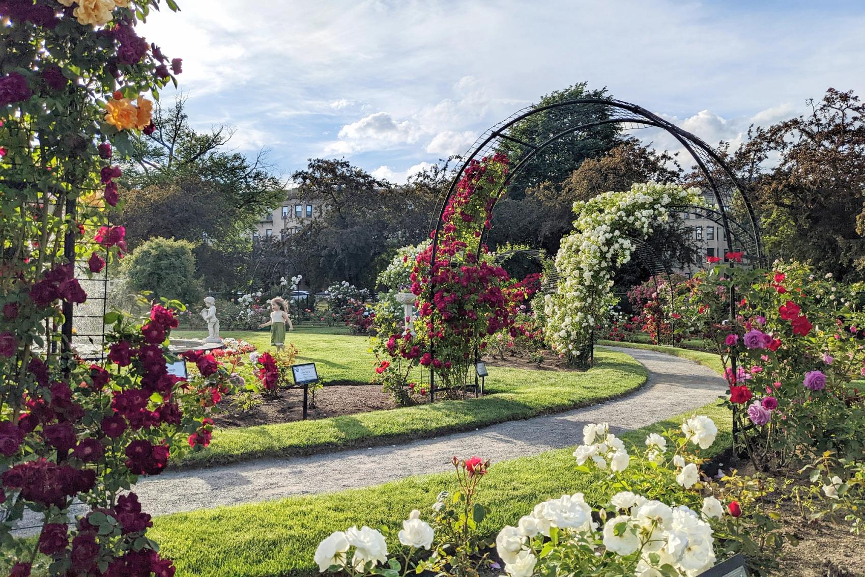 A pathway and flower covered terrace in the James P. Kelleher Rose Garden in Boston.