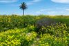 Fields of wildflowers at the Bolsa Chica Ecological Reserve.