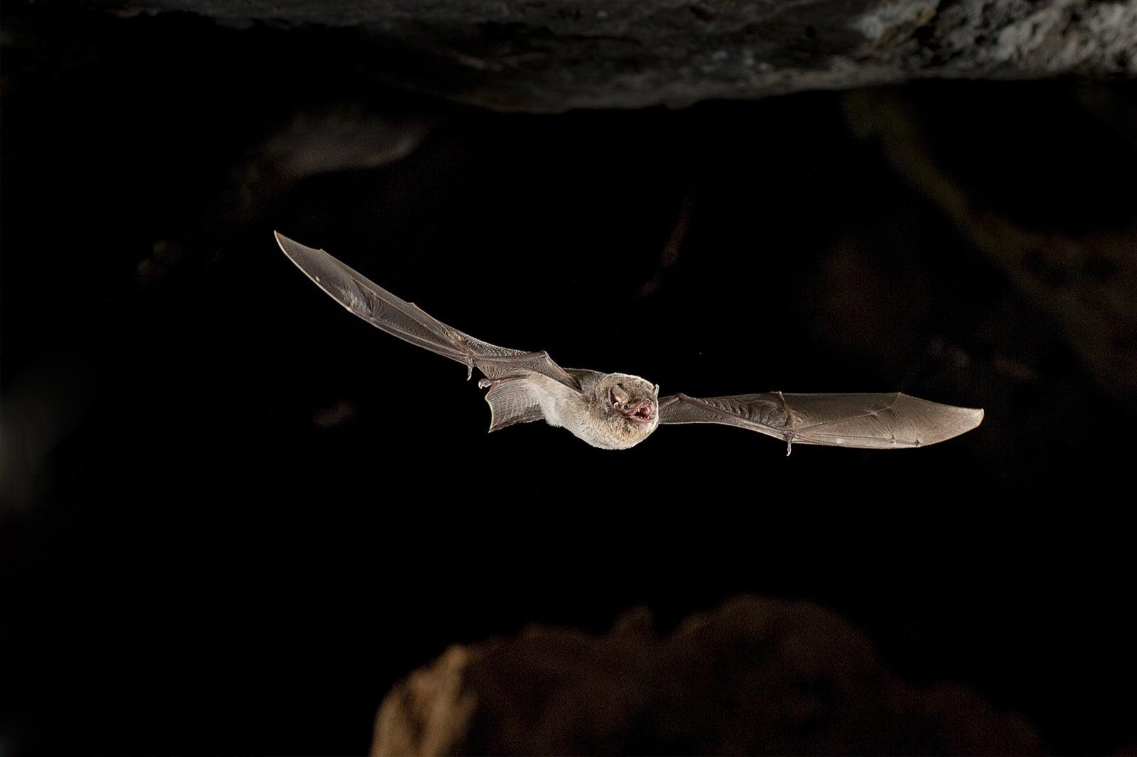 Bat Cave
