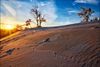 Sand dune with trees on top.