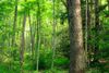Nature Preserve