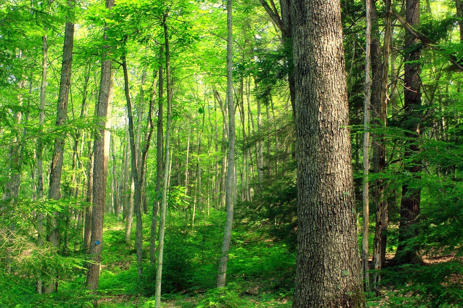 Nature Preserve
