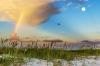 A rainbow arches into the clouds over a beach dune with sea grasses, bird and moon in the sky and water in the distance.