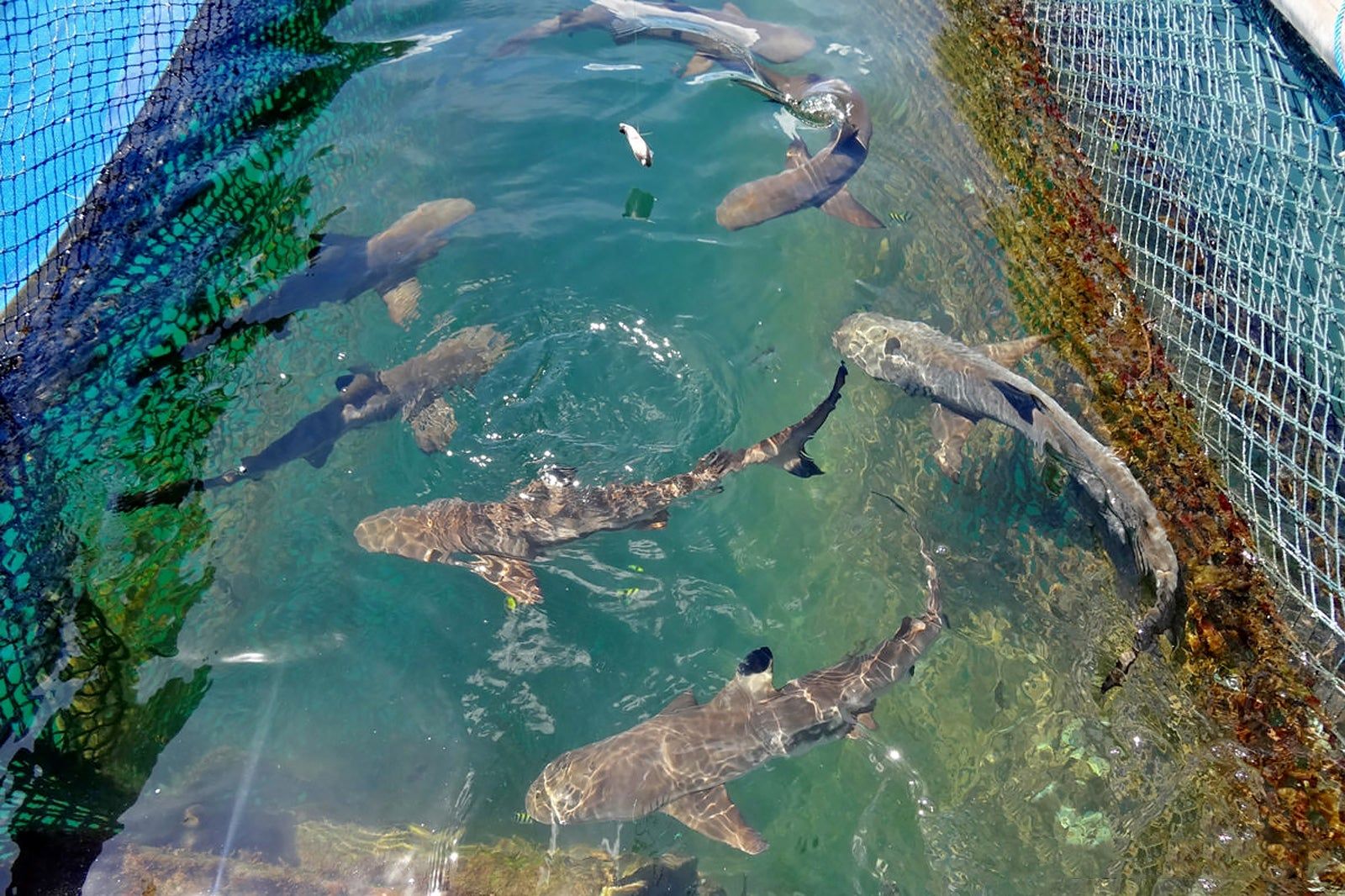 Bali Sharks Eco Adventures in Bali