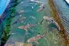 Bali Sharks Eco Adventures in Bali