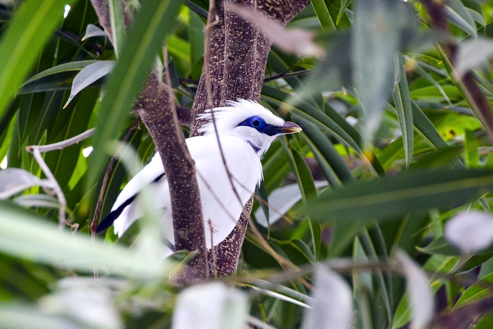 Bali Bird Walk in Ubud