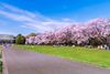 Top Cherry Blossom Spots in Tokyo