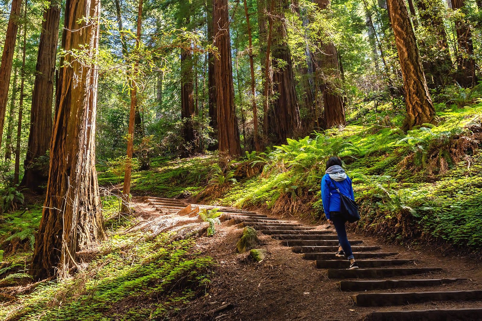 Muir Woods National Monument in San Francisco