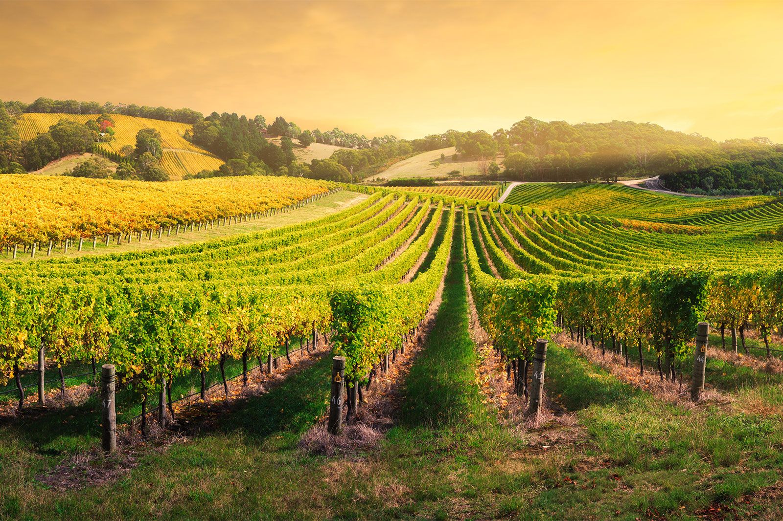 Rows of grape vines at a vineyard at sunrise.