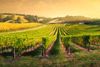 Rows of grape vines at a vineyard at sunrise.