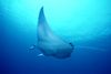 Manta Ray