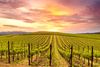 Ways to Save Money in Napa