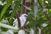 photo by <a href="https://pixabay.com/photos/bali-starling-bird-exotic-1974928/" target="_blank" rel="noreferrer">onkelramirez1</a> (<a href="https://creativecommons.org/share-your-work/public-domain/cc0/" target="_blank" rel="noreferrer">CC0</a>)  modified