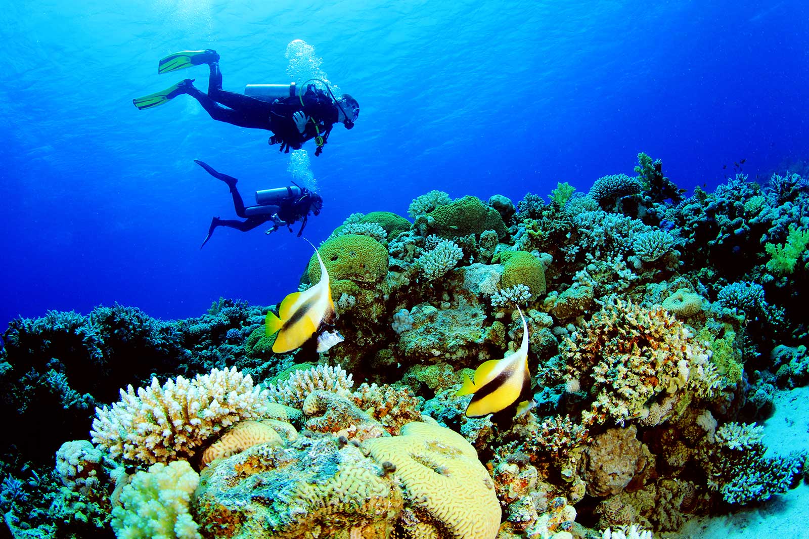 Divers by a coral reef.