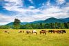 Wild horses grazing in a meadow with mountains in the background.