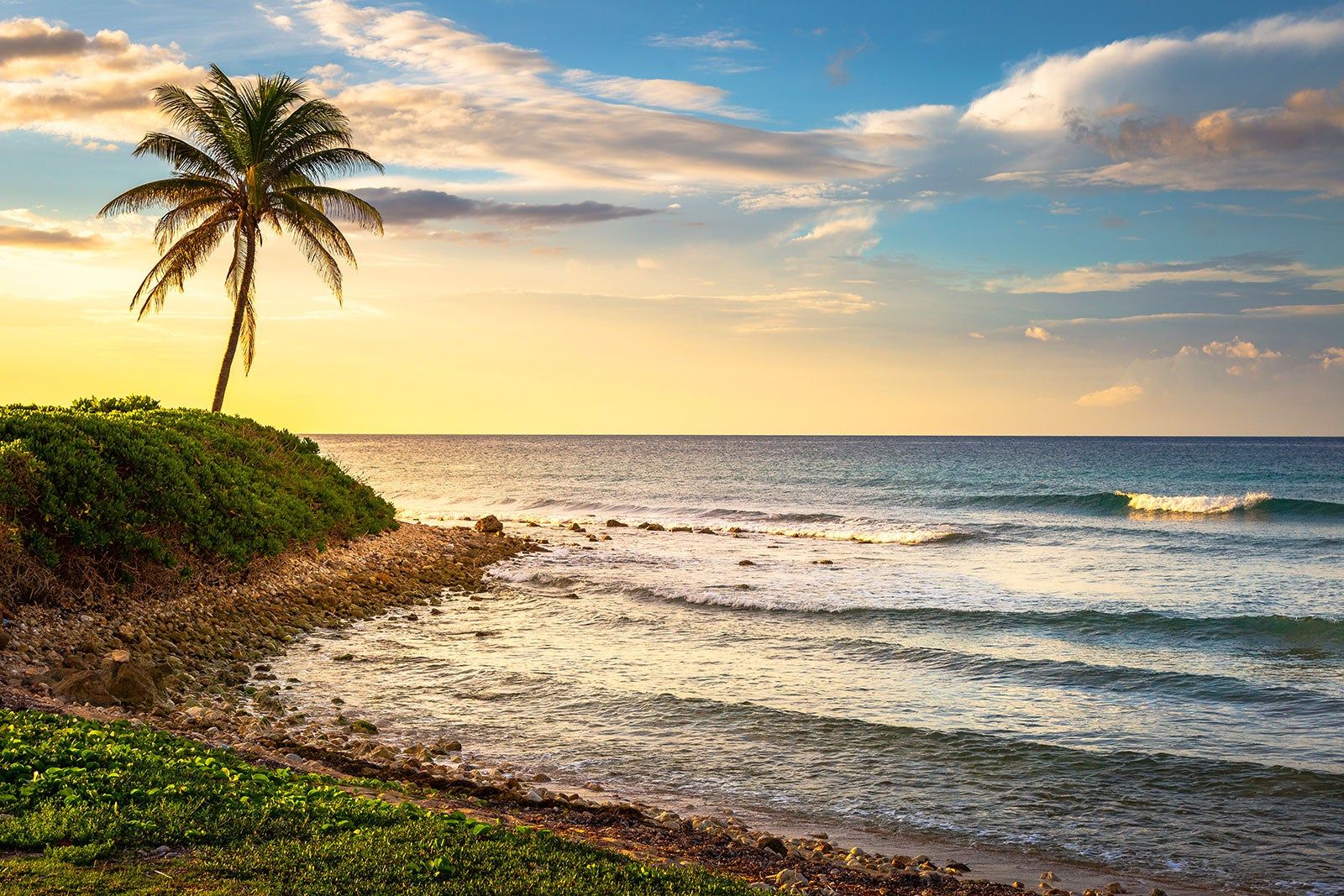 A palm tree by the beach.