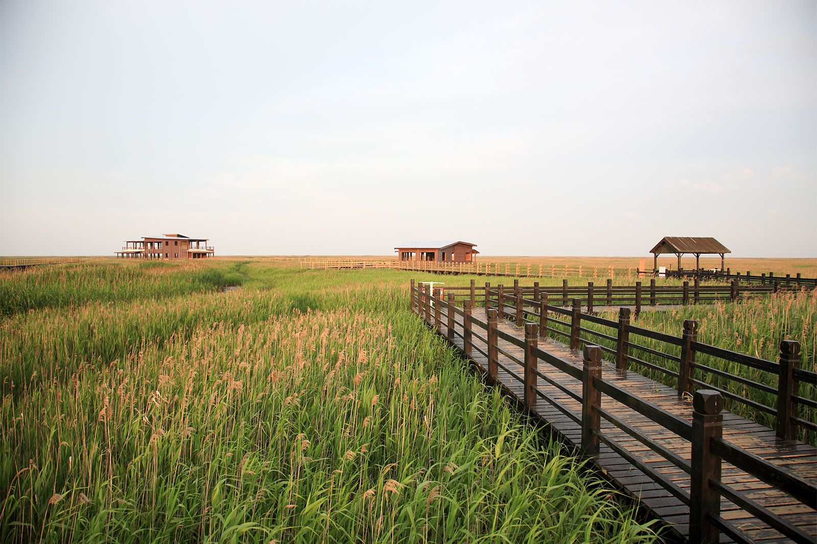 A wooden walkway among fields.