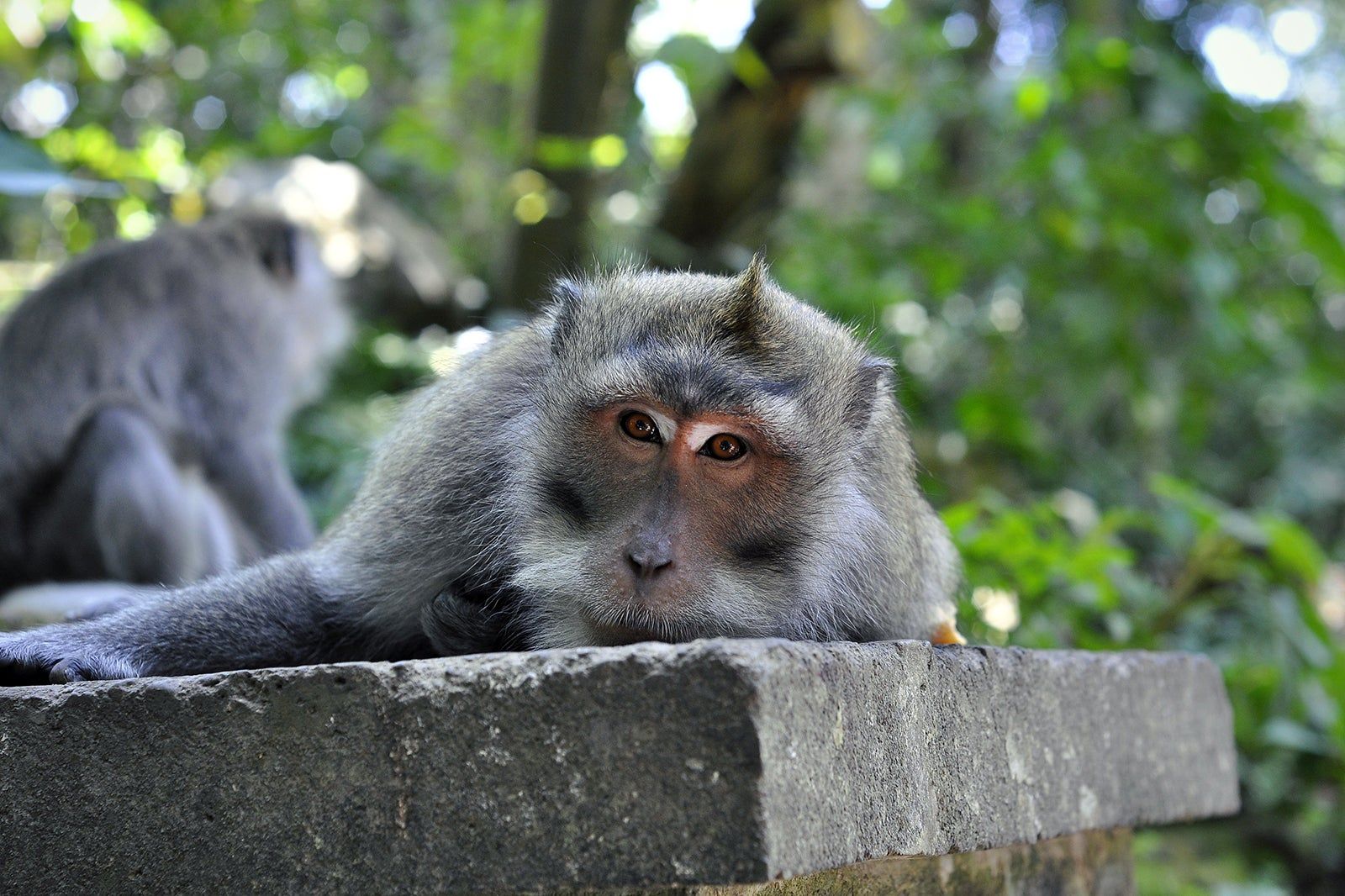 Alas Kedaton Monkey Forest in Bali