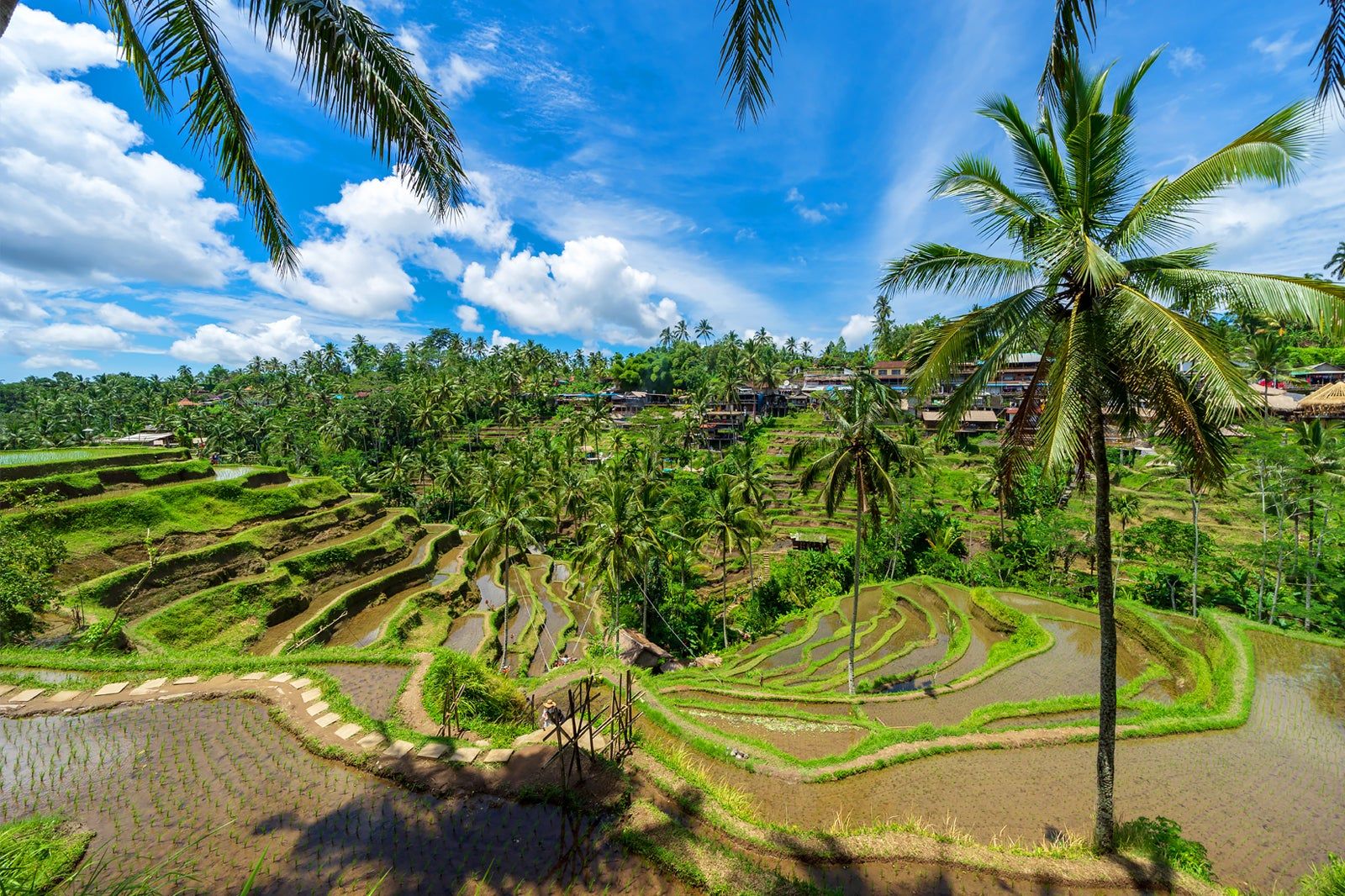 Tegallalang Rice Terraces in Ubud