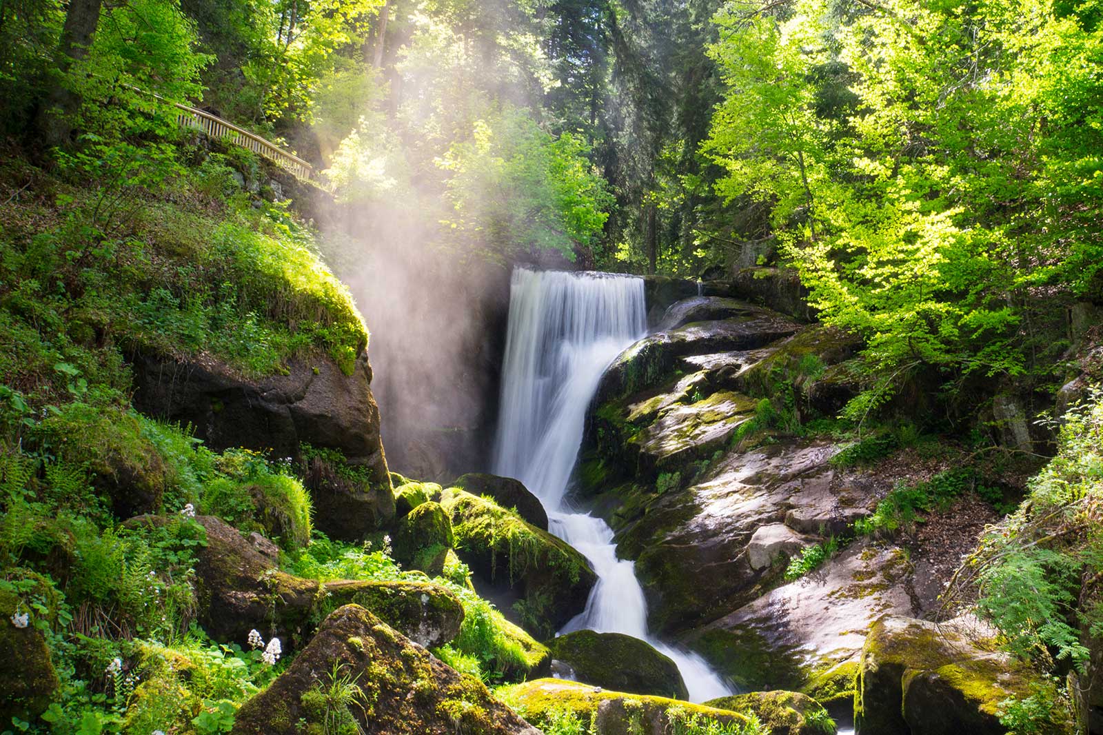 A small waterfall surrounded by dense vegetation.