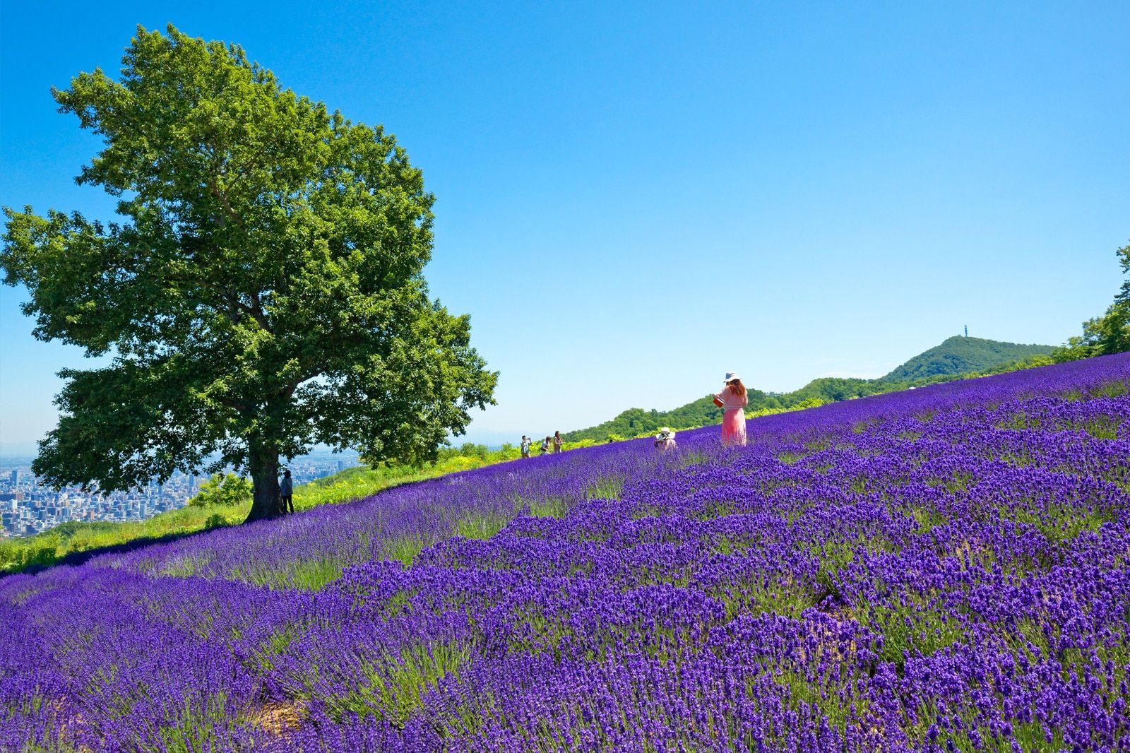 Best Things to Do for Couples in Sapporo