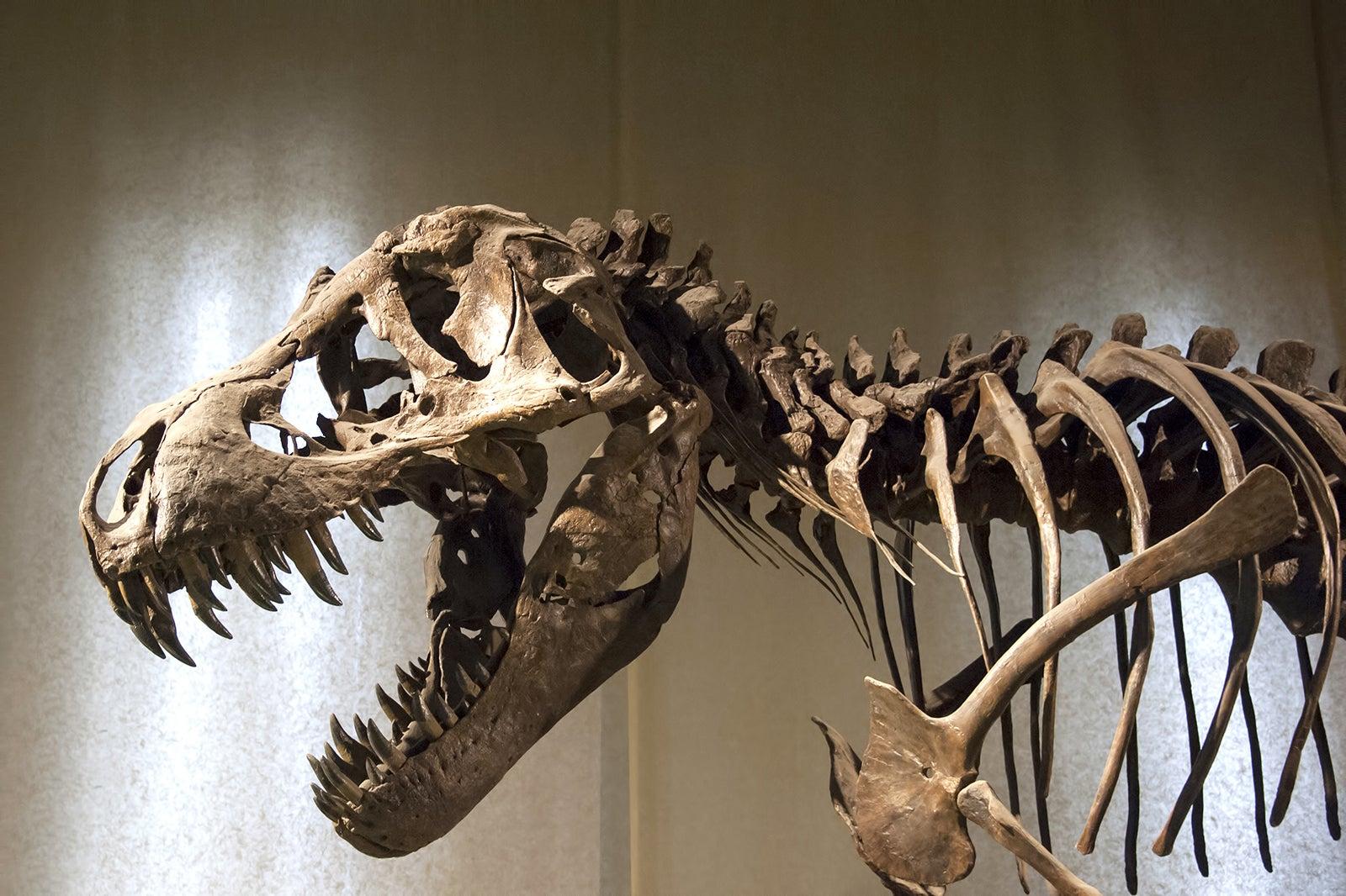 Denver Museum of Nature & Science