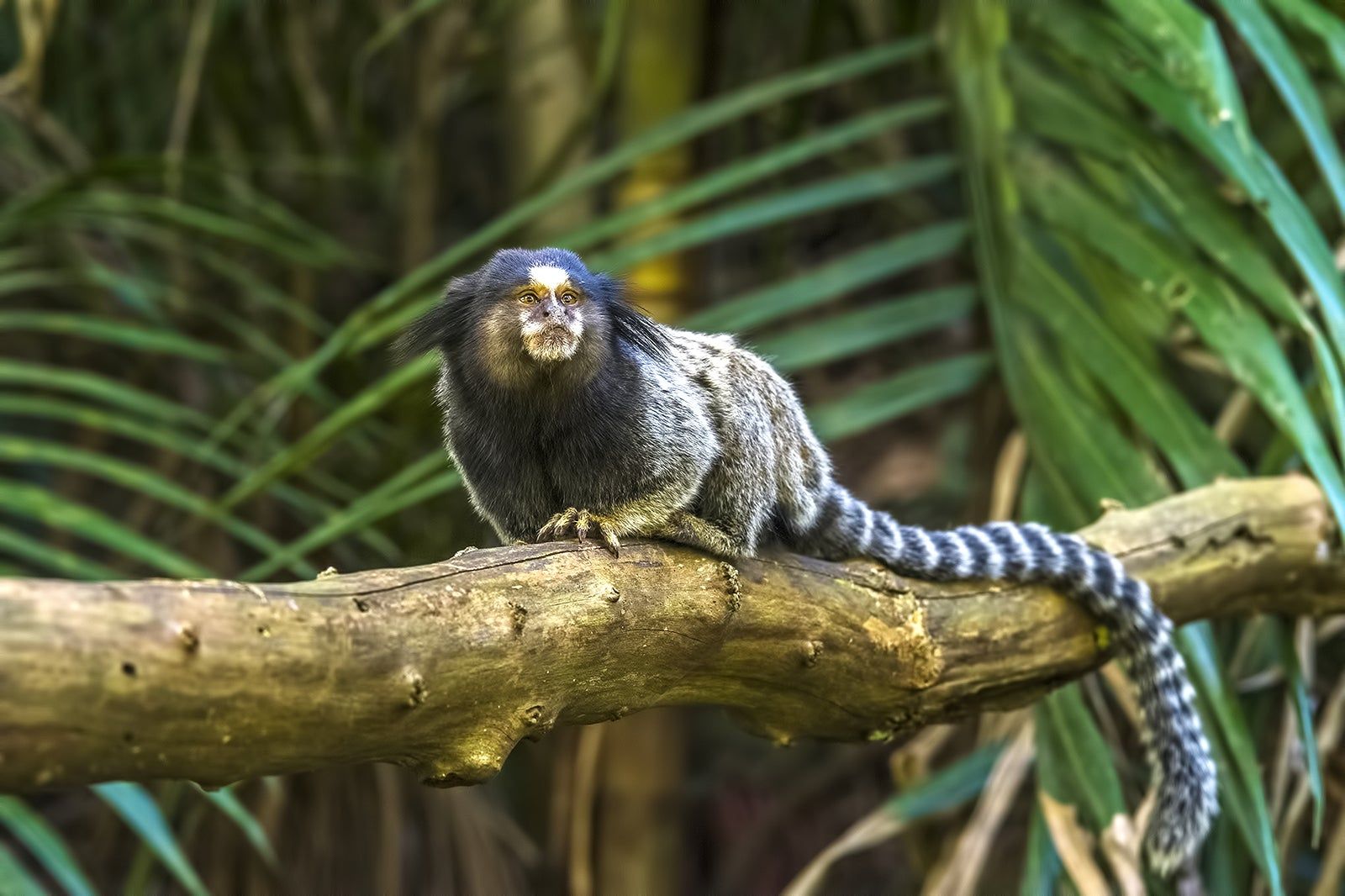 Santuário Ecológico de Pipa
