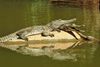 Crocodiles in the Windjana Gorge National Park.