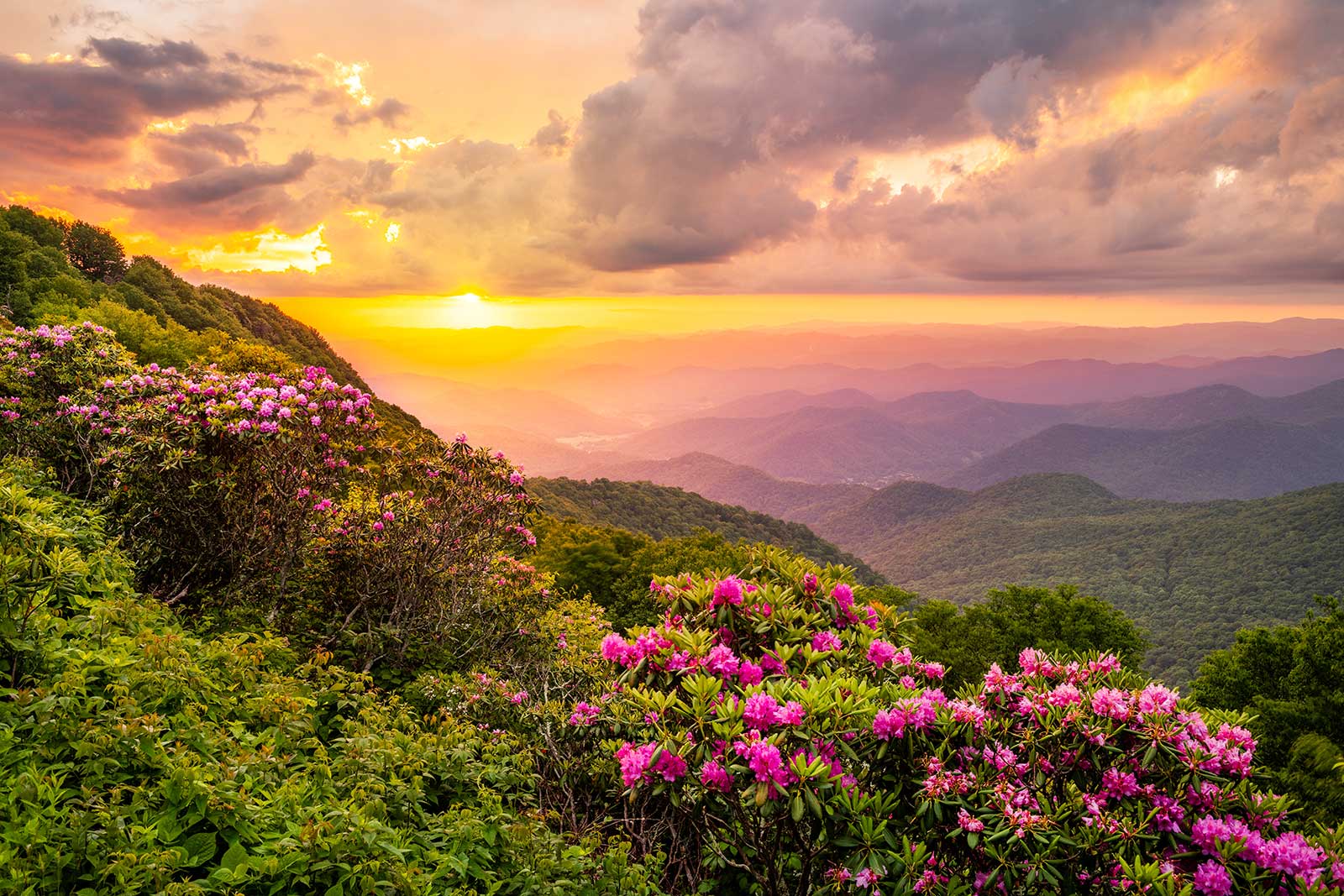 View of flowers and the mountain in Georgia. 