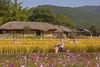 A thatched house in front of a rice field with scarecrows and pink flowers.