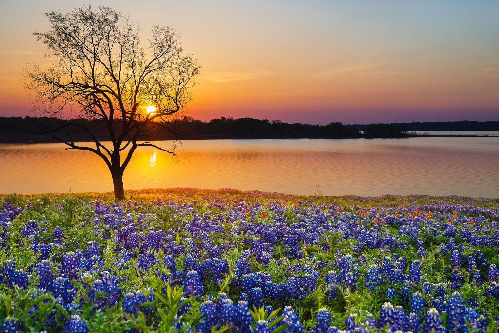 View of flowers, water and a tree.