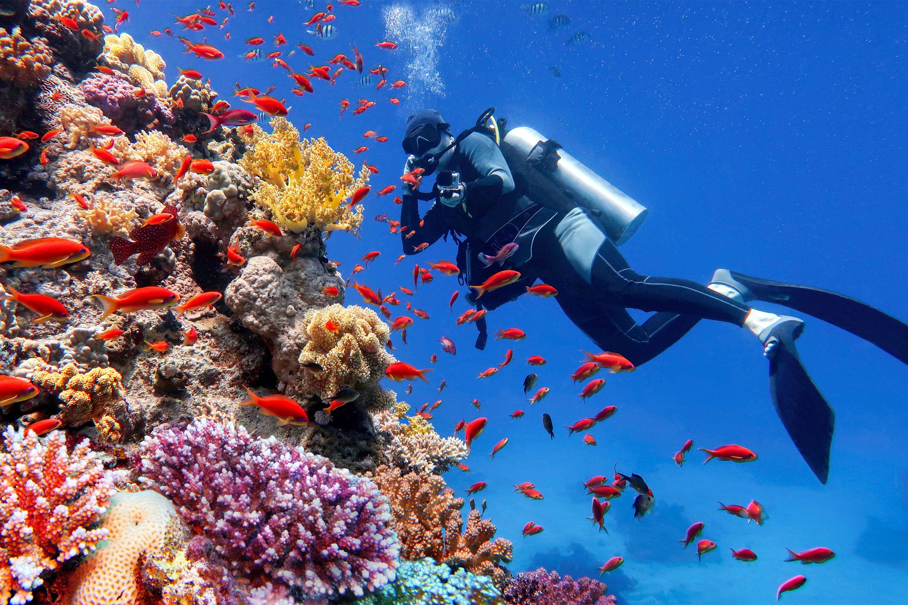 Scuba diver photographs a vibrant coral reef surrounded by colorful tropical fish.